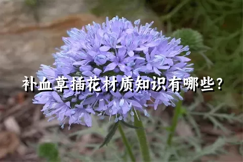 补血草插花材质知识有哪些？