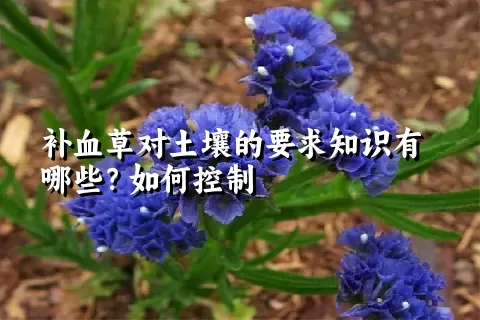 补血草对土壤的要求知识有哪些？如何控制