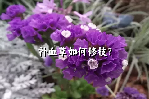 补血草如何修枝？