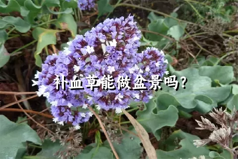 补血草能做盆景吗？