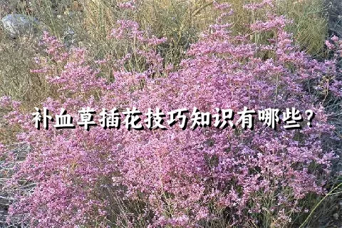 补血草插花技巧知识有哪些？