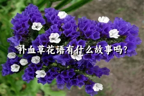 补血草花语有什么故事吗？