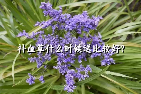 补血草什么时候送比较好？