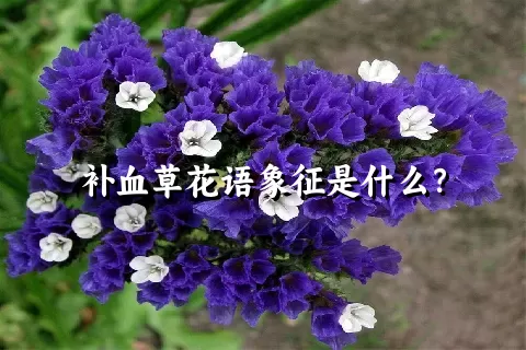 补血草花语象征是什么？