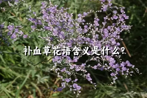 补血草花语含义是什么？