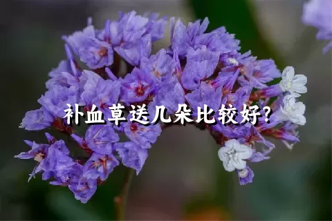 补血草送几朵比较好？