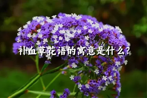 补血草花语的寓意是什么？