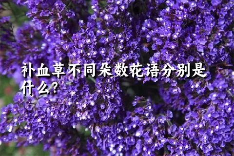 补血草不同朵数花语分别是什么？