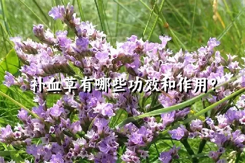 补血草有哪些功效和作用？