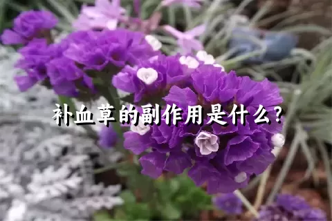 补血草的副作用是什么？