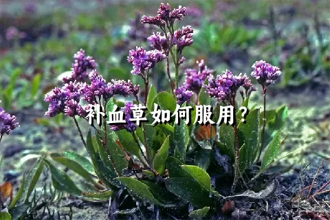 补血草如何服用？