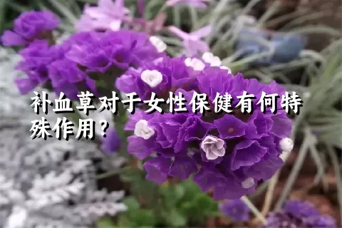 补血草对于女性保健有何特殊作用？