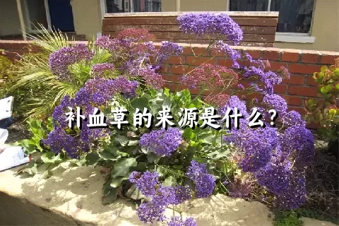 补血草的来源是什么？