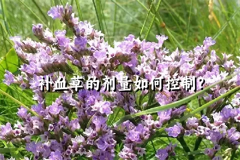 补血草的剂量如何控制？