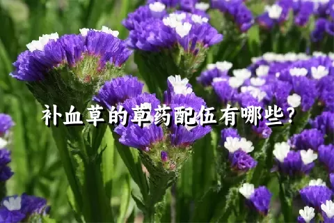 补血草的草药配伍有哪些？