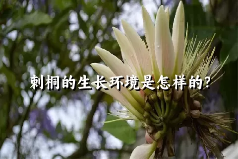 刺桐的生长环境是怎样的？