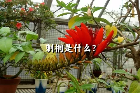 刺桐是什么？