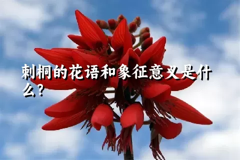 刺桐的花语和象征意义是什么？