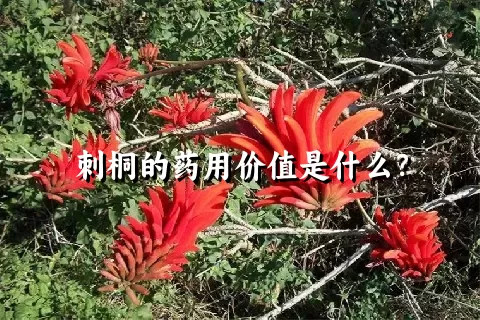 刺桐的药用价值是什么？