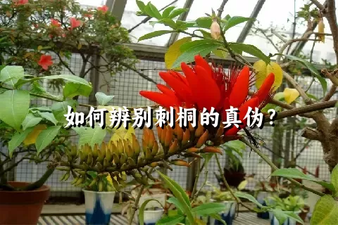 如何辨别刺桐的真伪？