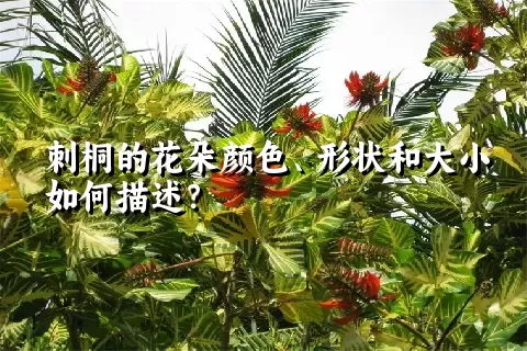 刺桐的花朵颜色、形状和大小如何描述？