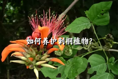 如何养护刺桐植物？