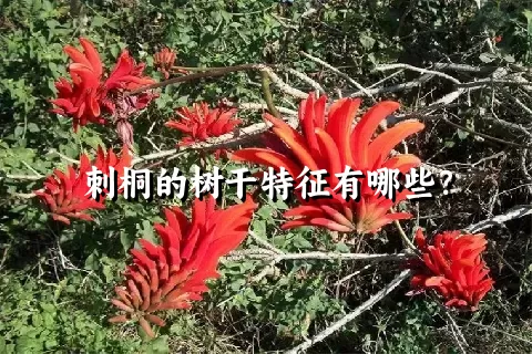 刺桐的树干特征有哪些？