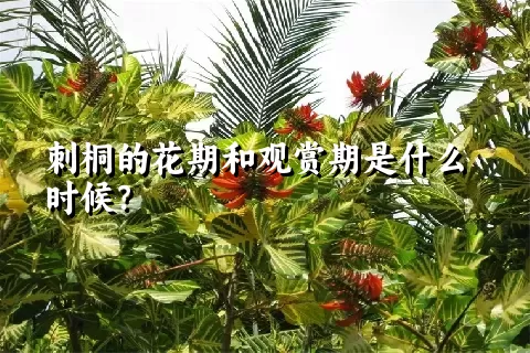 刺桐的花期和观赏期是什么时候？