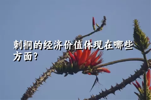 刺桐的经济价值体现在哪些方面？