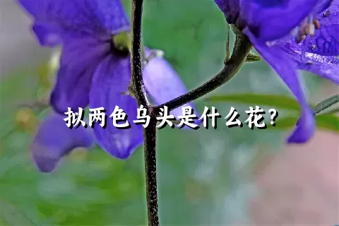 拟两色乌头是什么花？