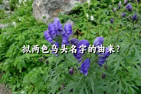 拟两色乌头名字的由来？