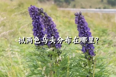 拟两色乌头分布在哪里?