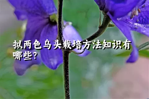 拟两色乌头栽培方法知识有哪些？