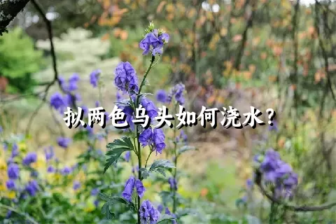 拟两色乌头如何浇水？