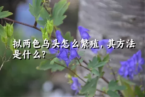 拟两色乌头怎么繁殖，其方法是什么？