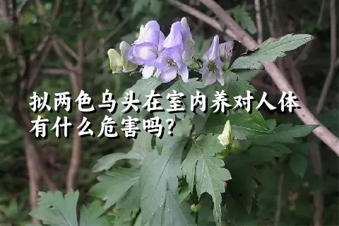 拟两色乌头在室内养对人体有什么危害吗？