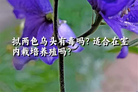 拟两色乌头有毒吗？适合在室内栽培养殖吗？