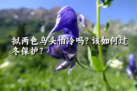 拟两色乌头怕冷吗？该如何过冬保护？