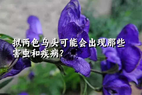 拟两色乌头可能会出现那些害虫和疾病？