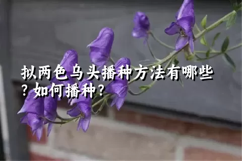 拟两色乌头播种方法有哪些？如何播种？