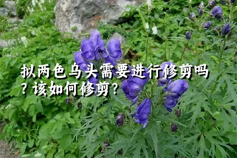 拟两色乌头需要进行修剪吗？该如何修剪？