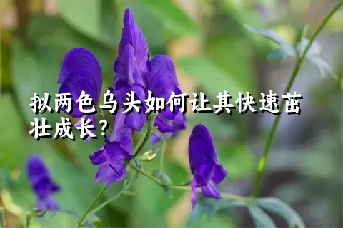 拟两色乌头如何让其快速茁壮成长？