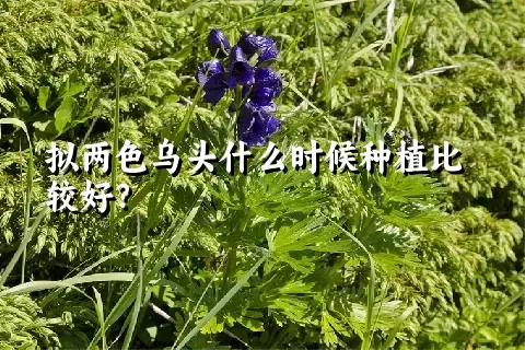 拟两色乌头什么时候种植比较好？