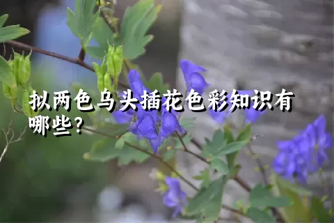 拟两色乌头插花色彩知识有哪些？