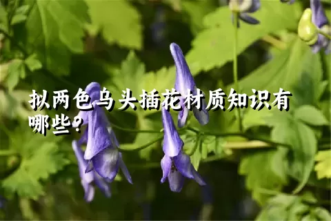 拟两色乌头插花材质知识有哪些？