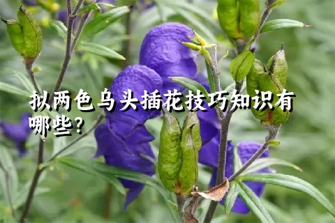 拟两色乌头插花技巧知识有哪些？