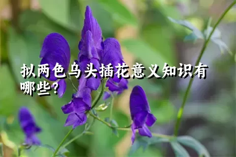 拟两色乌头插花意义知识有哪些？