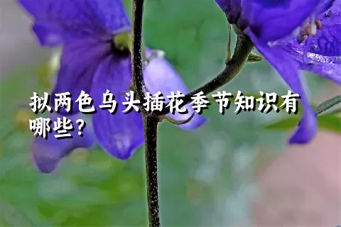 拟两色乌头插花季节知识有哪些？