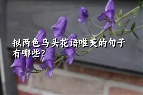 拟两色乌头花语唯美的句子有哪些？