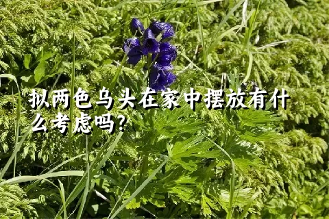 拟两色乌头在家中摆放有什么考虑吗？